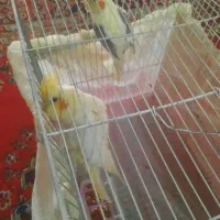 پرنده|پرنده|اصفهان, درب سیبه علیا|دیوار