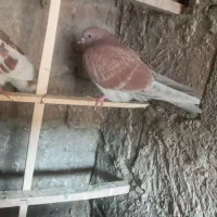 کبوتر،کفتر فروشی