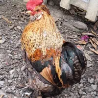 خروس ، یک جفت نیمچه تزئینی، اردک ، جوجه قوغاز