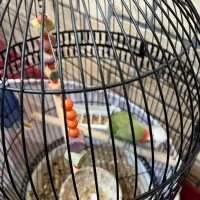 طوطی برزیلی|پرنده|ری, شهرری|دیوار