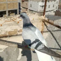 کبوتر|پرنده|بوئین زهرا, |دیوار