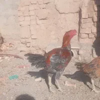 خروس لاری درجه یک