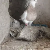 کبوتر طوقی ماده ( چهار عدد )