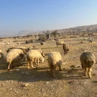 فروش40راس میش گوسفند ترکی بختیاری بره دار|حیوانات مزرعه|کازرون, |دیوار