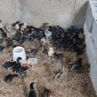 بقلمون و جوجه محلی 40روره