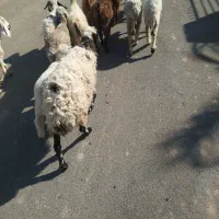 چند عدد گوسفند سرحال چاق مناسب کشتن و نگهداری|حیوانات مزرعه|گنبکی, |دیوار