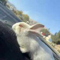 خرگوش بازیگوش|موش و خرگوش|محلات, |دیوار