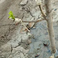 پیوند لوله ای و شکمی