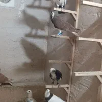 کبوتر رنگی|پرنده|اردکان, |دیوار