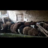 بره افشاری نر ۵۵ کیلو|حیوانات مزرعه|چادگان, |دیوار