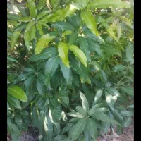 انبه پیوندی از بهترین نژادها