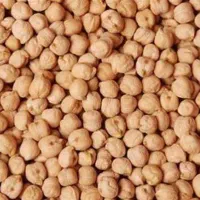 نخود کرمانشاهی برداشت امسال