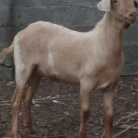 گوسفند نر
