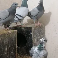 فروش کبوتر پلاکی