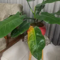 شراکت گلخانه