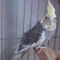 عروس هلندی نرو ماده با دوتا بچه ۴ تا باهم