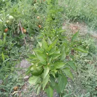 استخدام باغبان برای باغ