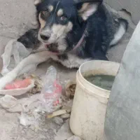 سگ ژرمن هاسکی نر و ماده|سگ|مبارکه, |دیوار