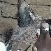 ۲۵تا دورگ پرشی دانه ۱۸۰|پرنده|مشهد, کوشش|دیوار