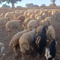 فروش شصت عدد میش سنجابی