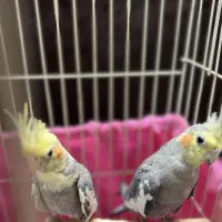 عروس هلندی مولد|پرنده|تهران, بازار|دیوار