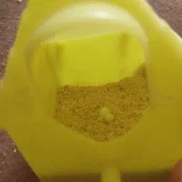 فنچ|پرنده|کرمان, |دیوار