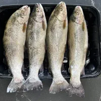 فروش ماهی قزل الا