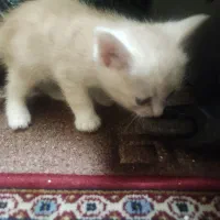 واگذاری گربه ناز خونگی|گربه|کرمان, |دیوار