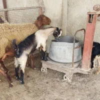 دو عدد کهره و بز