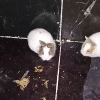 خرگوش پرورشی