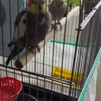 عروس هلندی مرواریدی و سینامون مولد