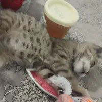 بچه گربه دست آموز
