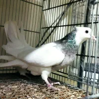 یک جفت طوقی مهر