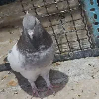 کبوتر سینه.زاغ آبادانی.سوسنی|پرنده|مرودشت, ابوذر جنوبی|دیوار