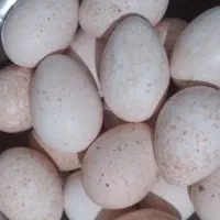 تخم بوقلمون تازه و نطفه دار