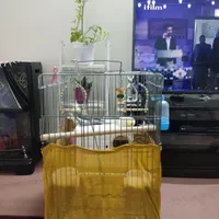 سه عدد هلندی بالغ نر سخنگو|پرنده|بومهن, |دیوار