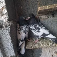 فروش کبوتر نقش