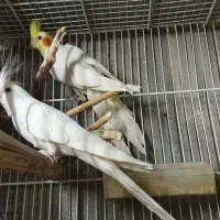 عروس هلندی مولد