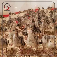 جوجه یکروزه تا ده روزه
