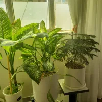 3تا گل فروش  هر دونه پانصد هزار