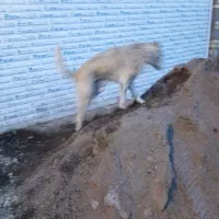 سگ گله ونگهبان|سگ|گلبهار, شهر جدید گلبهار|دیوار