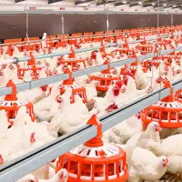 سالندار مرغداری