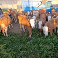 شیر خوار وقطع شیر اماده پروارنر و ماده ناب