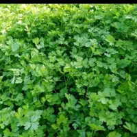 سبزی تازه خورشی،پلویی کیلویی ۳۵