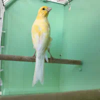 قناری (توضیحات)