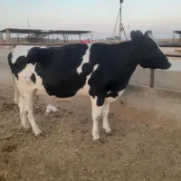 گاو گوساله تلیسه|حیوانات مزرعه|اصفهان, قهجاورستان|دیوار