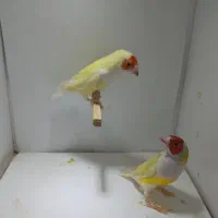 فنچ نر گسی و گلدین