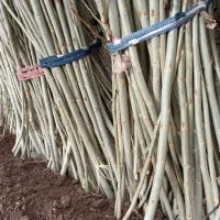 هرس شاخه صنوبر با پرداخت شیرینی