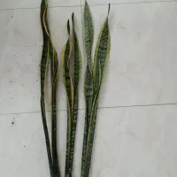 سانسوریا ابلغ