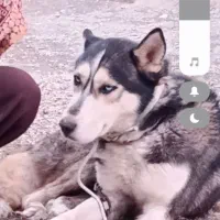 سگ هاسکی چشم ابی